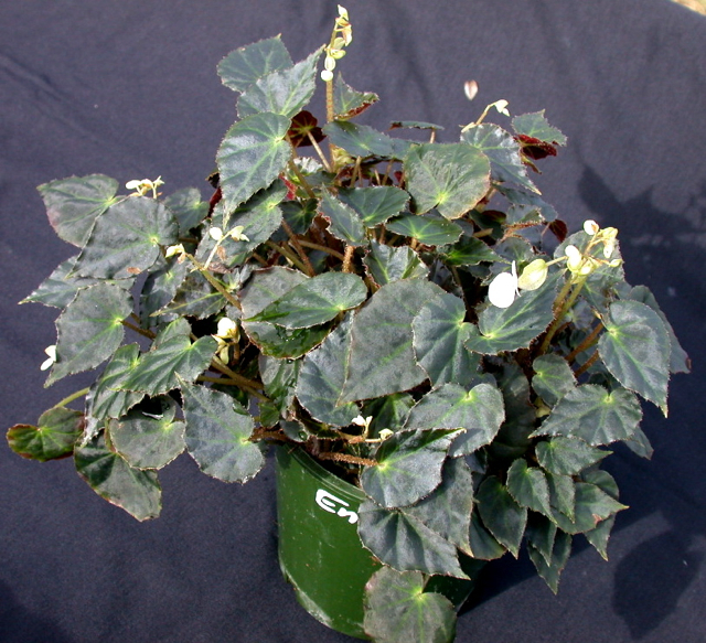 B. ‘Enech’